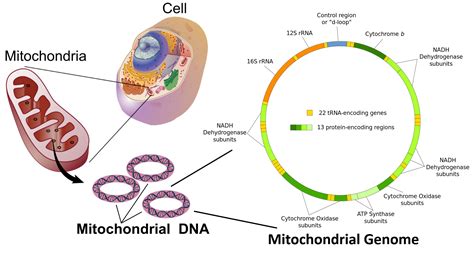 How are the mitochondrial genomes reorganized in Hexapoda